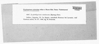 Image of Leptothyrium castaneae
